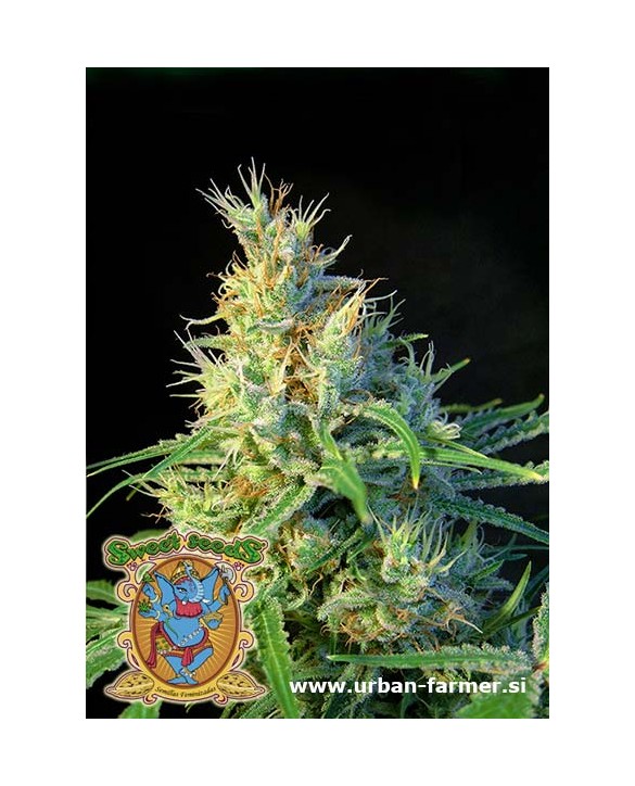 Psicodelicia | Sweet Seeds