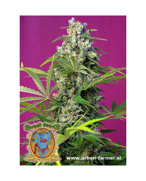 Gorilla Girl | Sweet Seeds