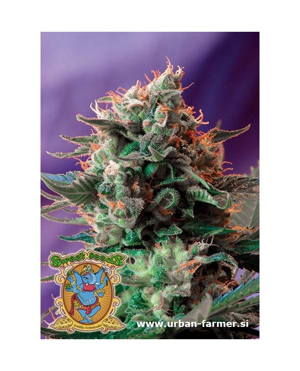 Jack 47 | Sweet Seeds