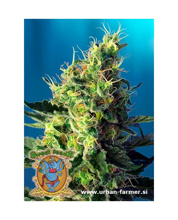 Sweet Pure CBD | Sweet Seeds