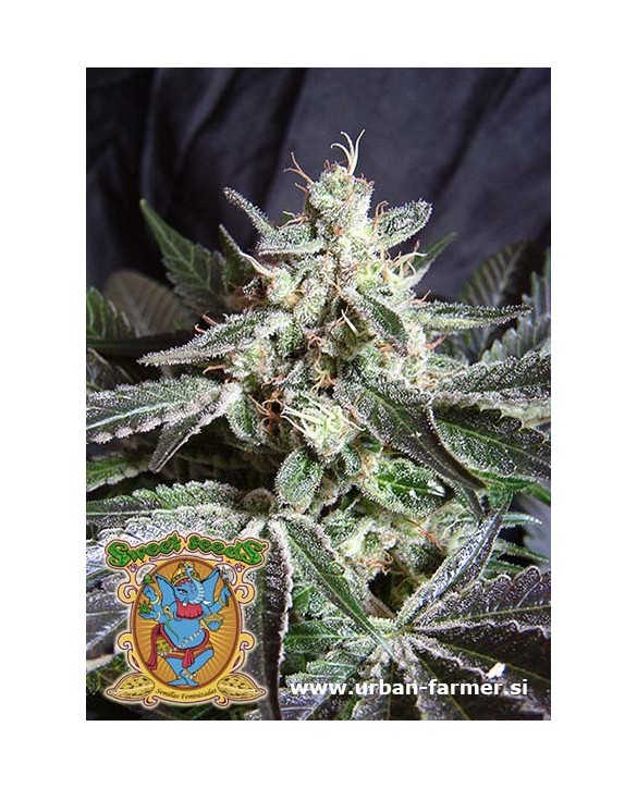 Black Jack | Sweet Seeds