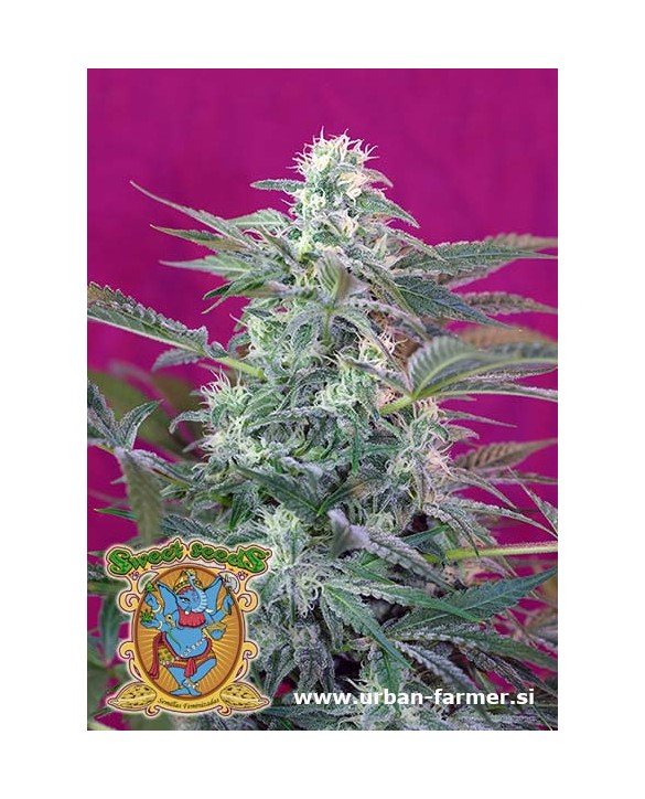Sweet Seeds Big Foot Sweet Seeds Big Foot