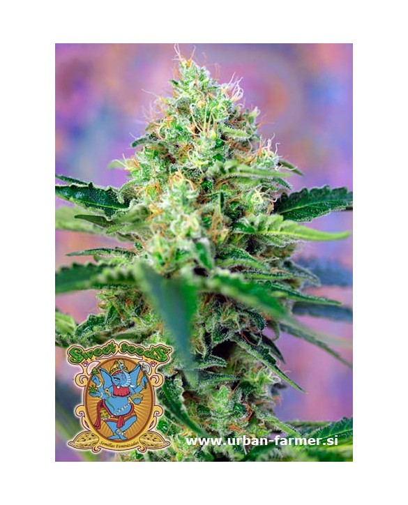 Crystal Candy | Sweet Seeds