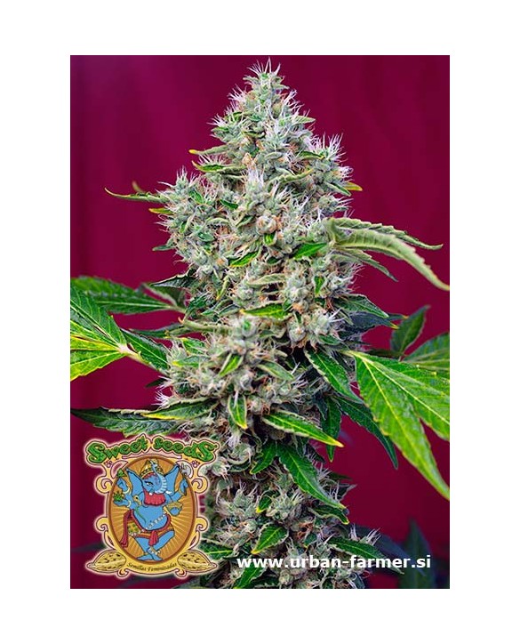 San Fernando Lemon Kush | Sweet Seeds