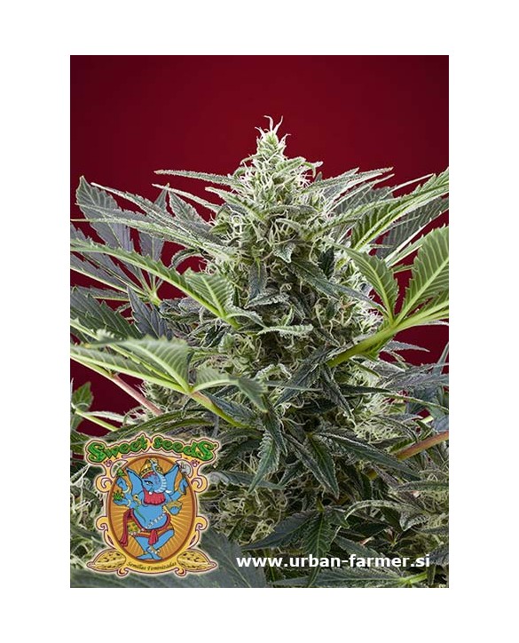 Cream 47 | Sweet Seeds