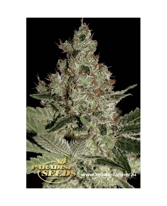 Acid | Paradise Seeds Acid | Paradise Seeds