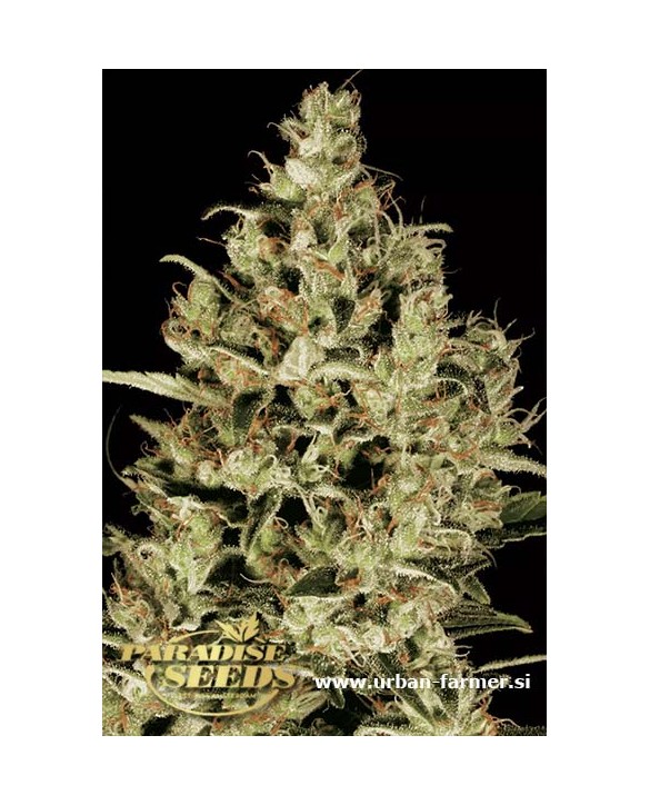 Delahaze | Paradise Seeds