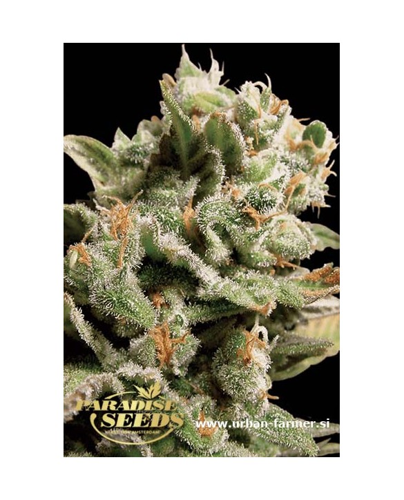 Dutch Dragon | Paradise Seeds