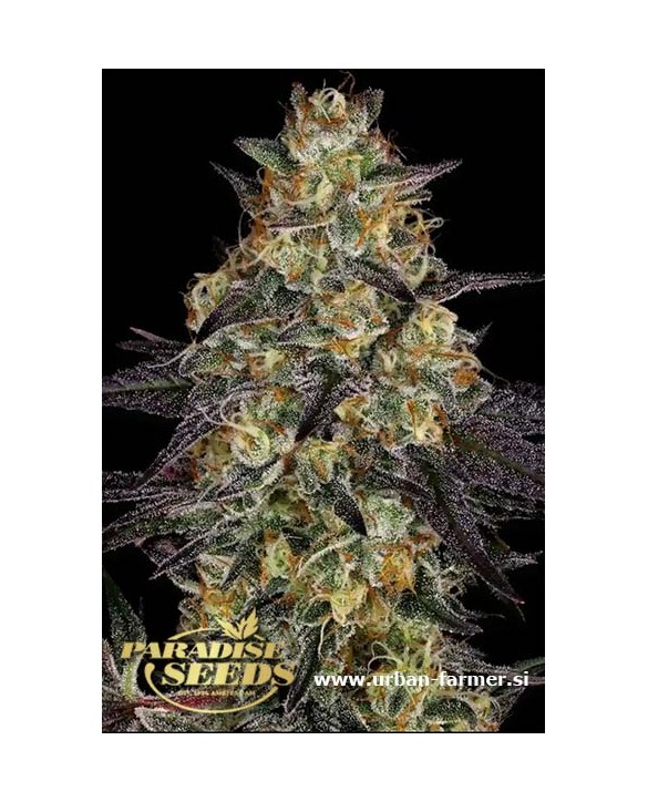 El Dorado OG | Paradise Seeds