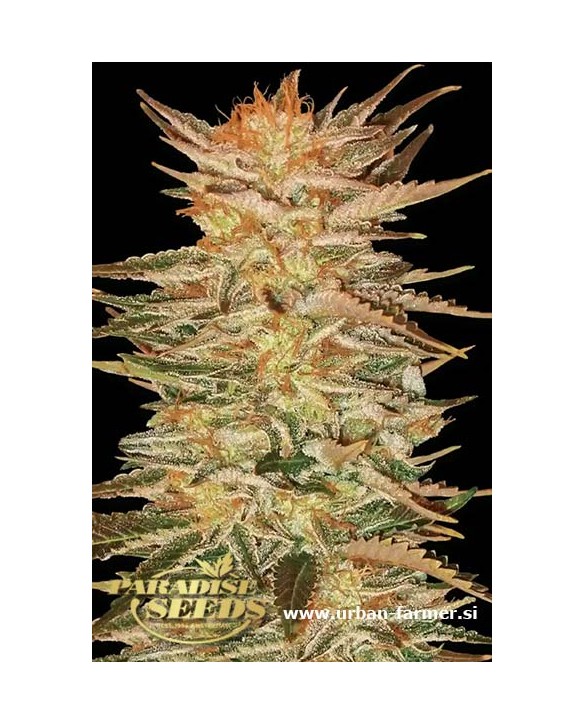 Ice Cream | Paradise Seeds Ice Cream | Paradise Seeds