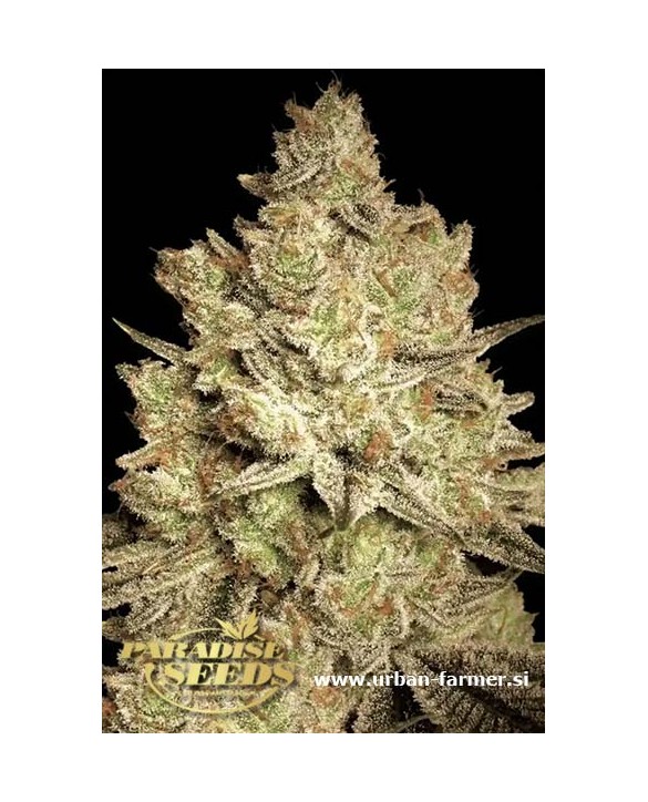 Jacky White | Paradise Seeds
