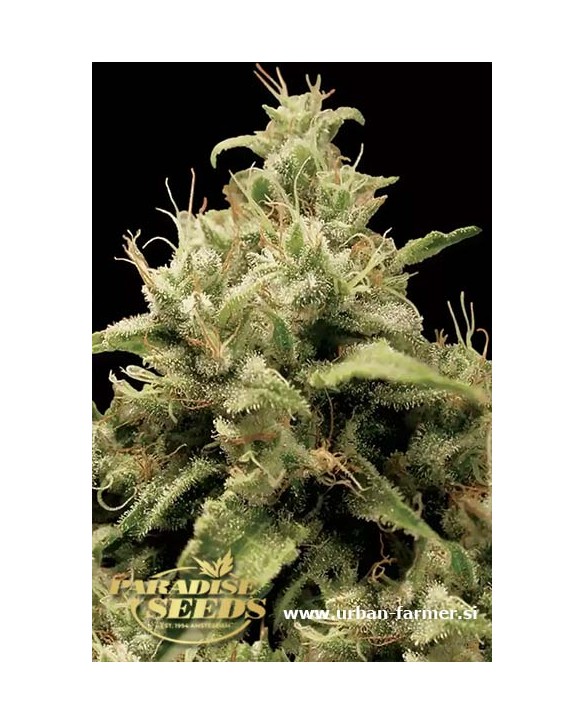 Opium | Paradise Seeds