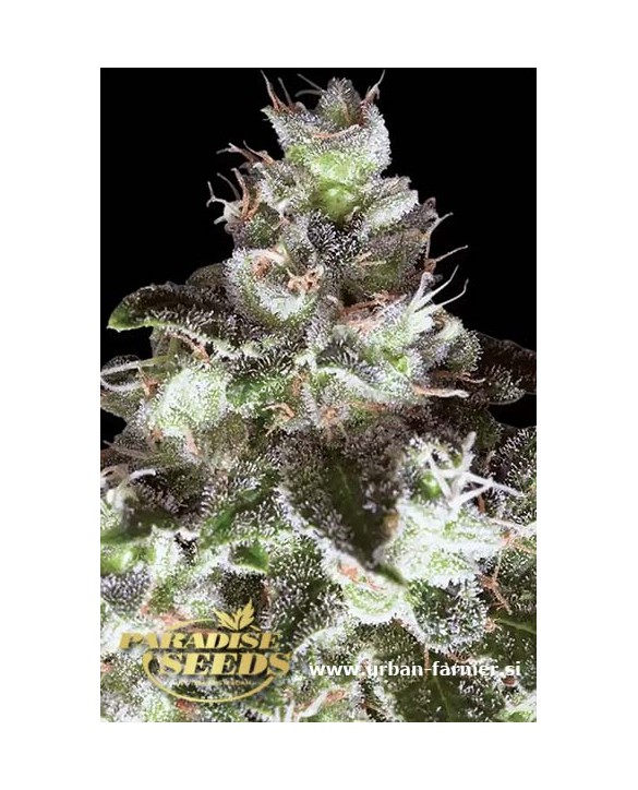 Original White Widow (IBL) | Paradise Seeds