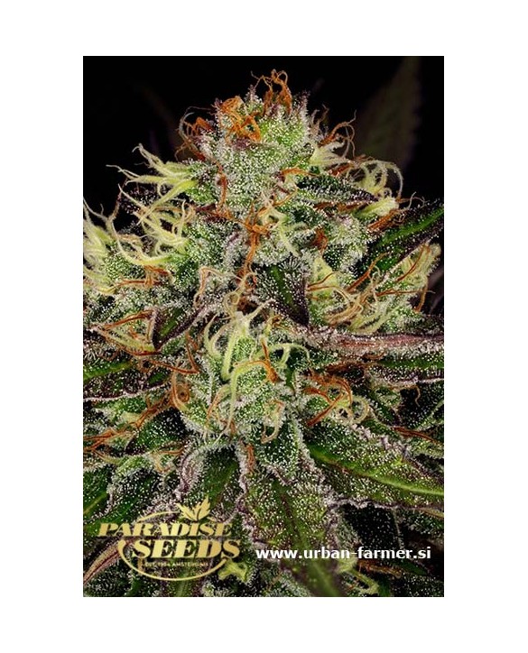Chocolate Wafflez | Paradise Seeds