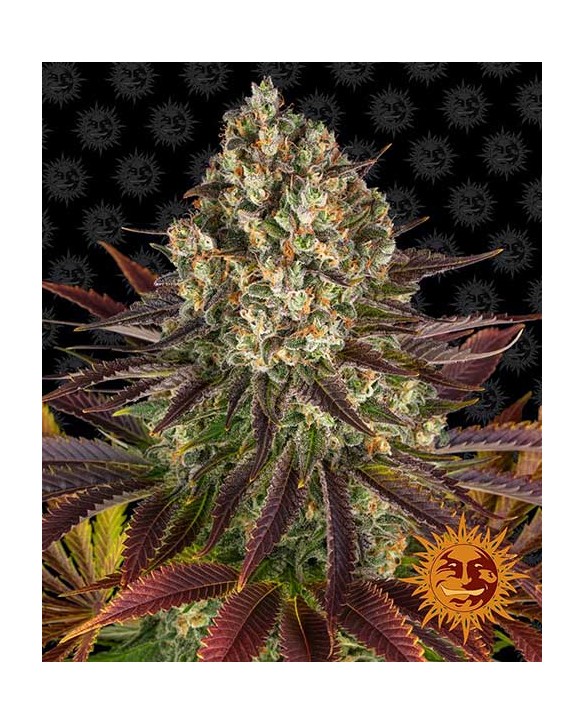 copy of Tropicanna Banana | Barney’s Farm copy of Tropicanna Banana | Barney’s Farm