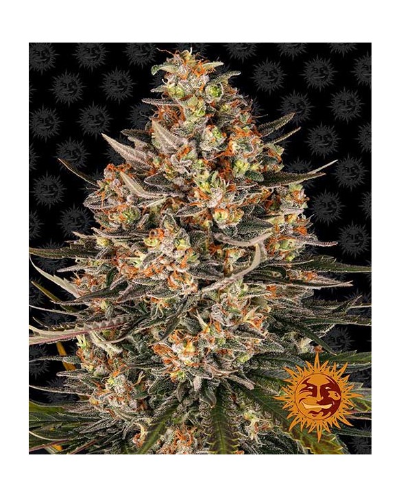 copy of Tropicanna Banana | Barney’s Farm copy of Tropicanna Banana | Barney’s Farm