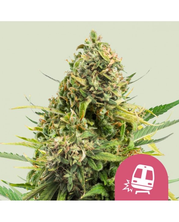 Trainwreck | Royal Queen Seeds