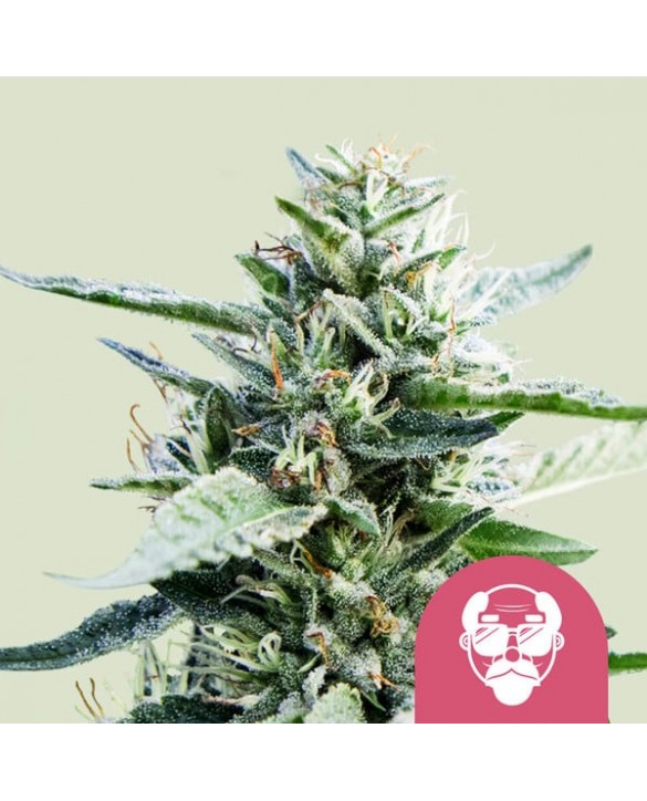 Granddaddy Purple | Royal Queen Seeds Granddaddy Purple | Royal Queen Seeds