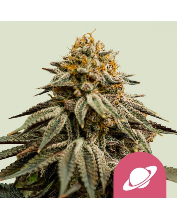Royal Skywalker | Royal Queen Seeds