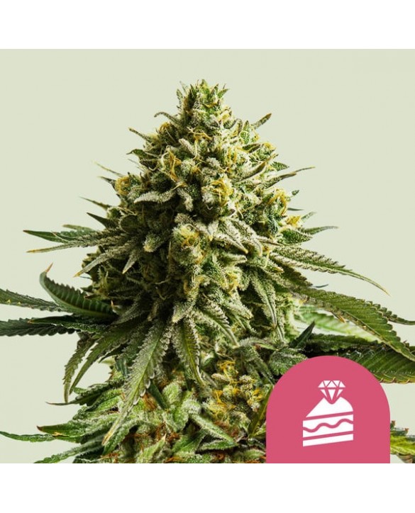 Wedding Cake | Royal Queen Seeds Wedding Cake | Royal Queen Seeds
