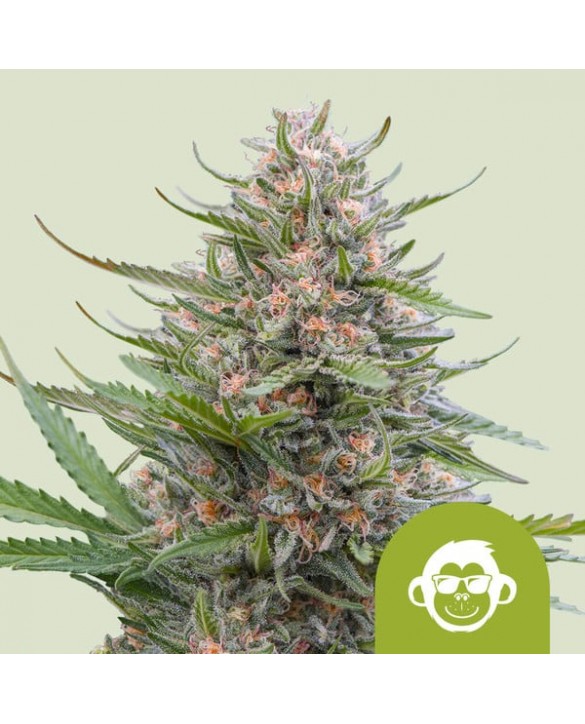 Grape Ape Auto | Royal Queen Seeds Grape Ape Auto | Royal Queen Seeds