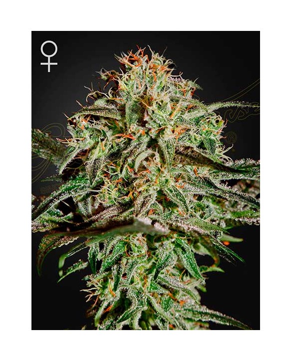 A.M.S. | Green House Seeds