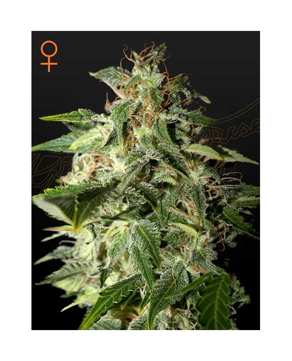 Afgooey | Green House Seeds