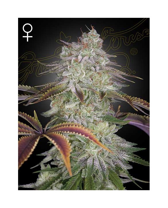 AlienZ | Green House Seeds AlienZ | Green House Seeds