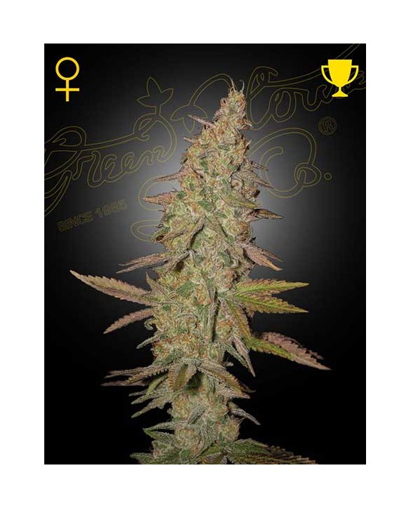 Arjan's Ultra Haze 1 | Green House Seeds