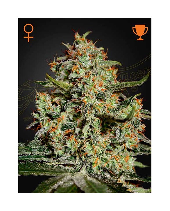 Big Bang | Green House Seeds