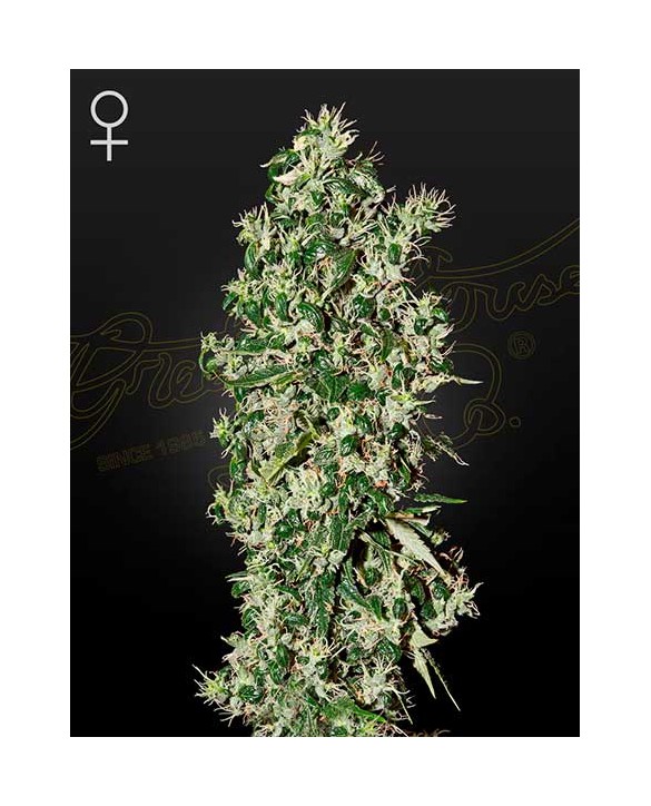 Big Tooth | Green House Seeds