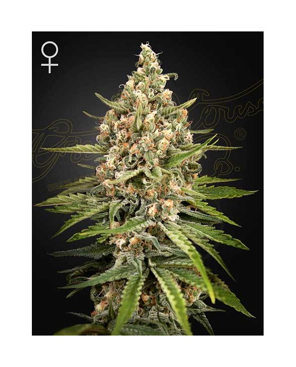 Bubba Slush | Green House Seeds