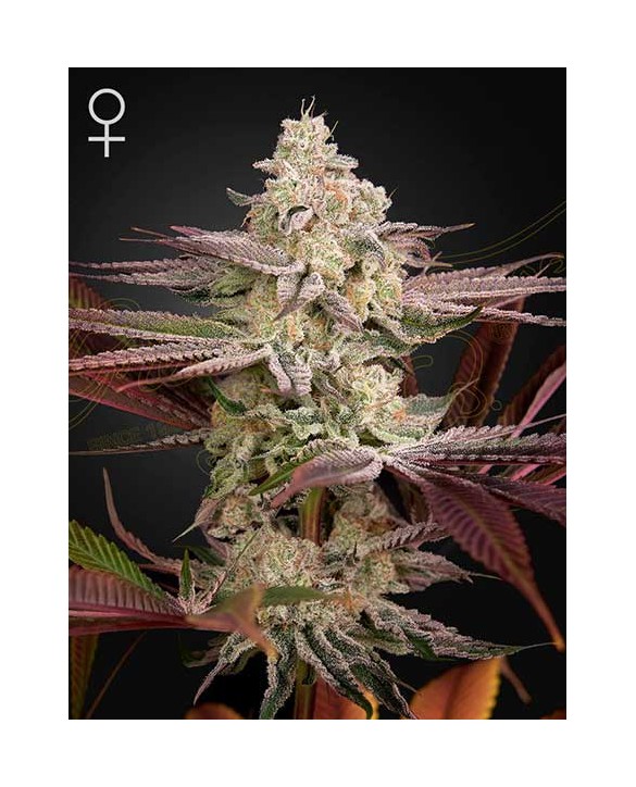 Chemical Bride  | Green House Seeds