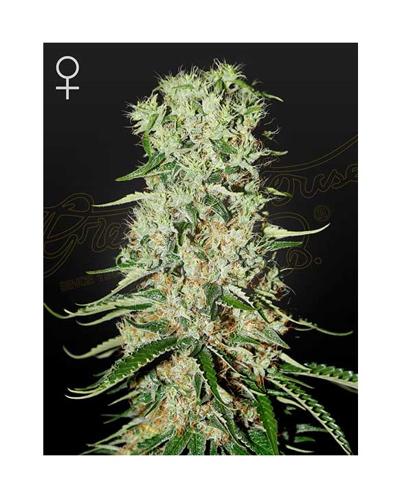 Damnesia | Green House Seeds Damnesia | Green House Seeds