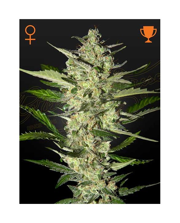 Flowerbomb Kush | Green House Seeds Flowerbomb Kush | Green House Seeds