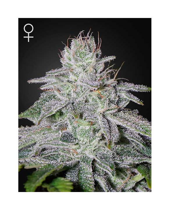 Franco's Lemon Cheese | Green House Seeds