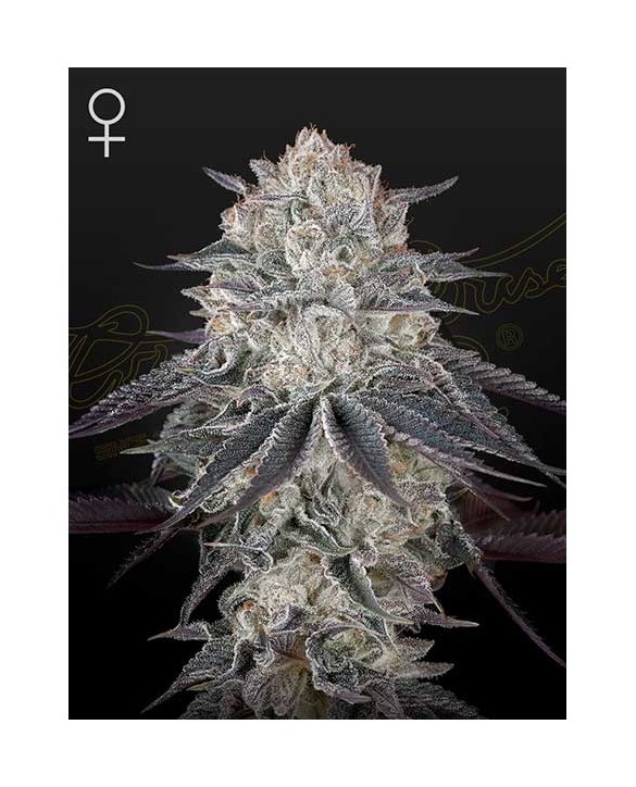 Fullgas! | Green House Seeds Fullgas! | Green House Seeds