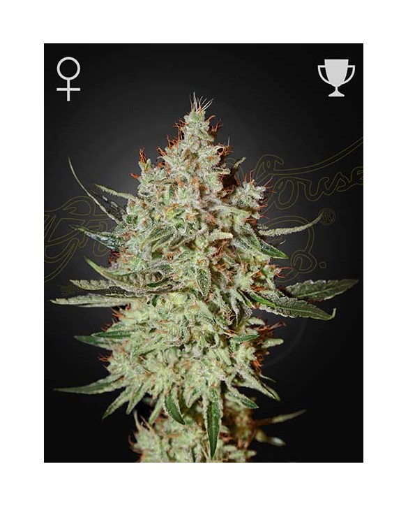 GH Cheese | Green House Seeds GH Cheese | Green House Seeds