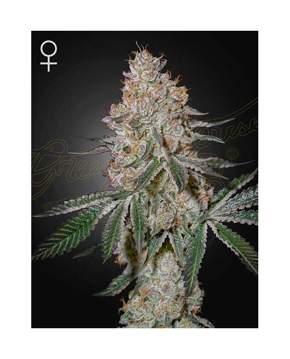 HighCloudZ | Green House Seeds HighCloudZ | Green House Seeds