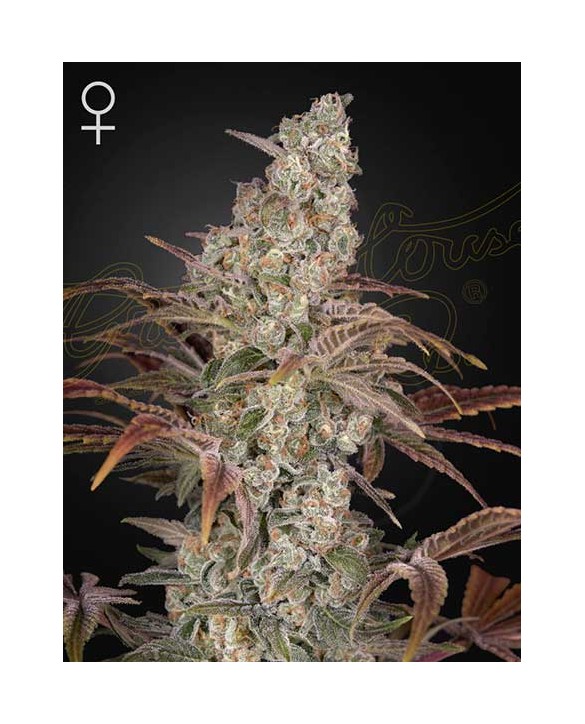 Jack's Dream | Green House Seeds Jack's Dream | Green House Seeds