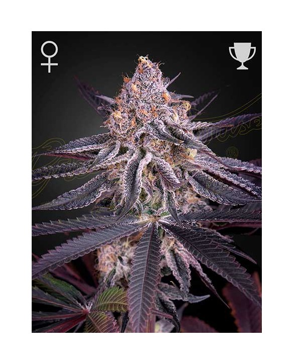 King's Juice | Green House Seeds King's Juice | Green House Seeds