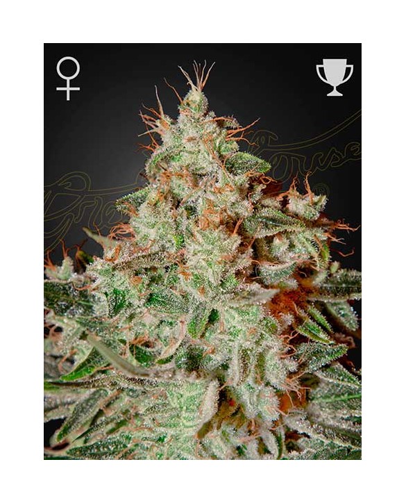 Lemon Skunk | Green House Seeds Lemon Skunk | Green House Seeds