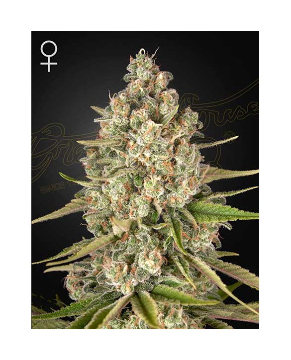Lost Pearl | Green House Seeds Lost Pearl | Green House Seeds