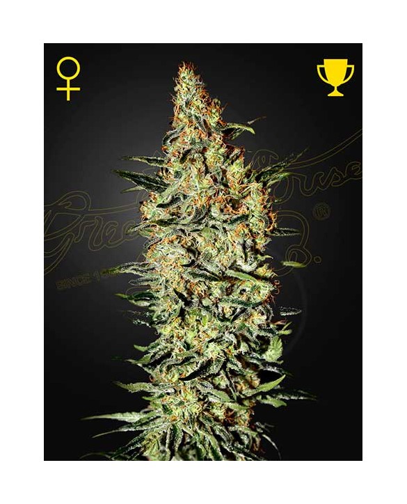 Neville's Haze | Green House Seeds Neville's Haze | Green House Seeds