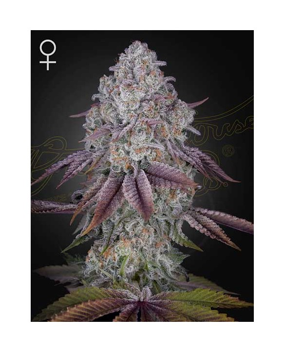 Persian Pie | Green House Seeds Persian Pie | Green House Seeds