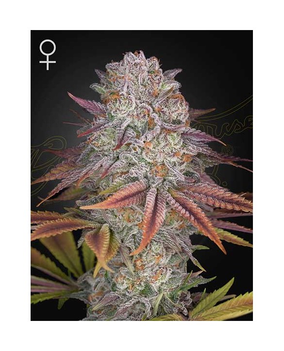 Pulp Friction | Green House Seeds