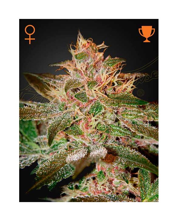 Pure Kush | Green House Seeds
