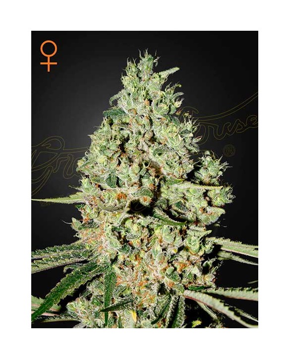 Super Critical | Green House Seeds