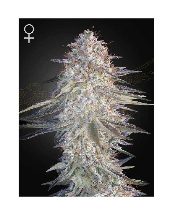 Super Lemon Haze x Pink Candy | Green House Seeds