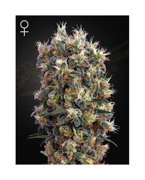 The Church | Green House Seeds The Church | Green House Seeds